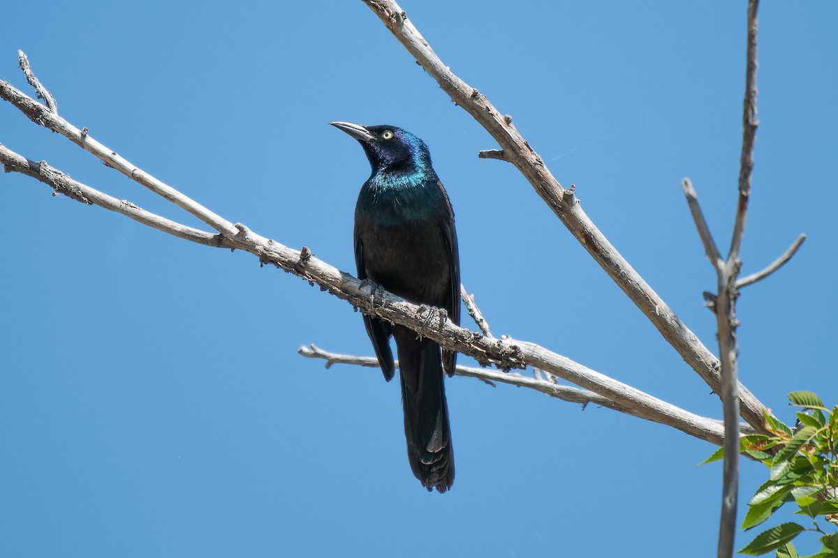 Common Grackle - ML638774989