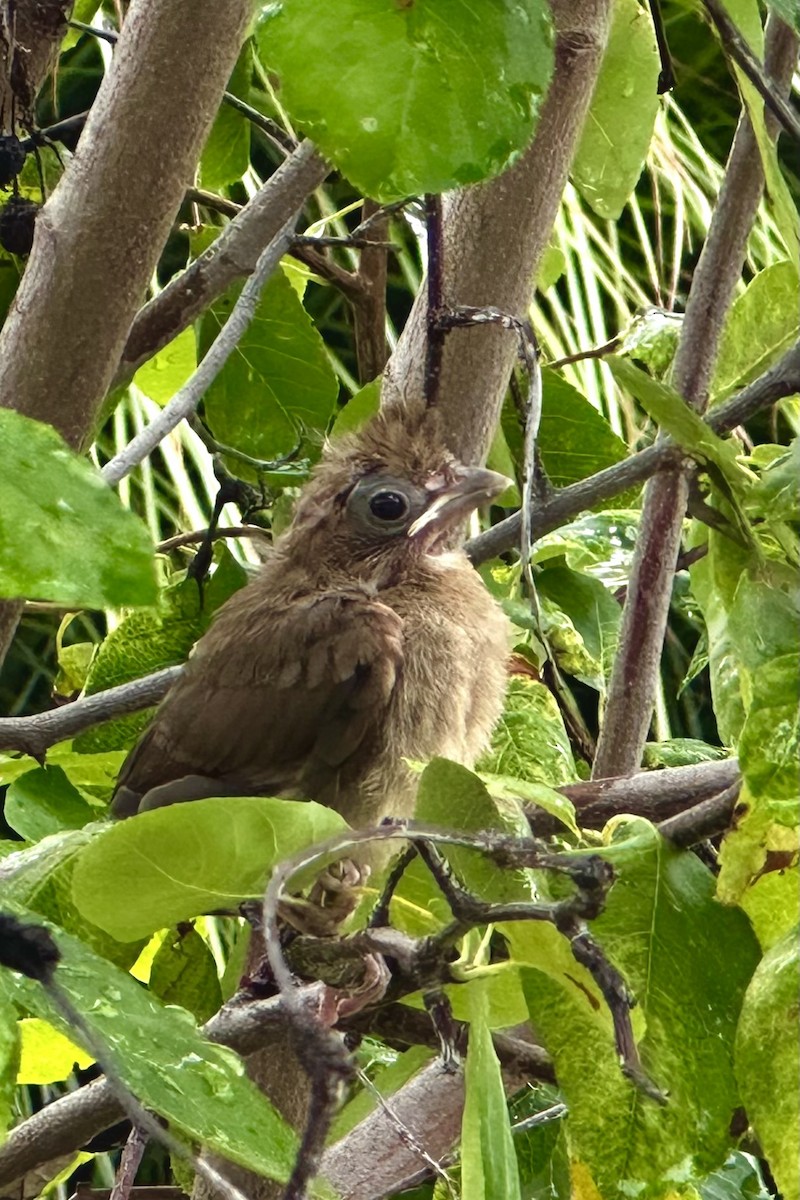 Northern Cardinal - ML638775015
