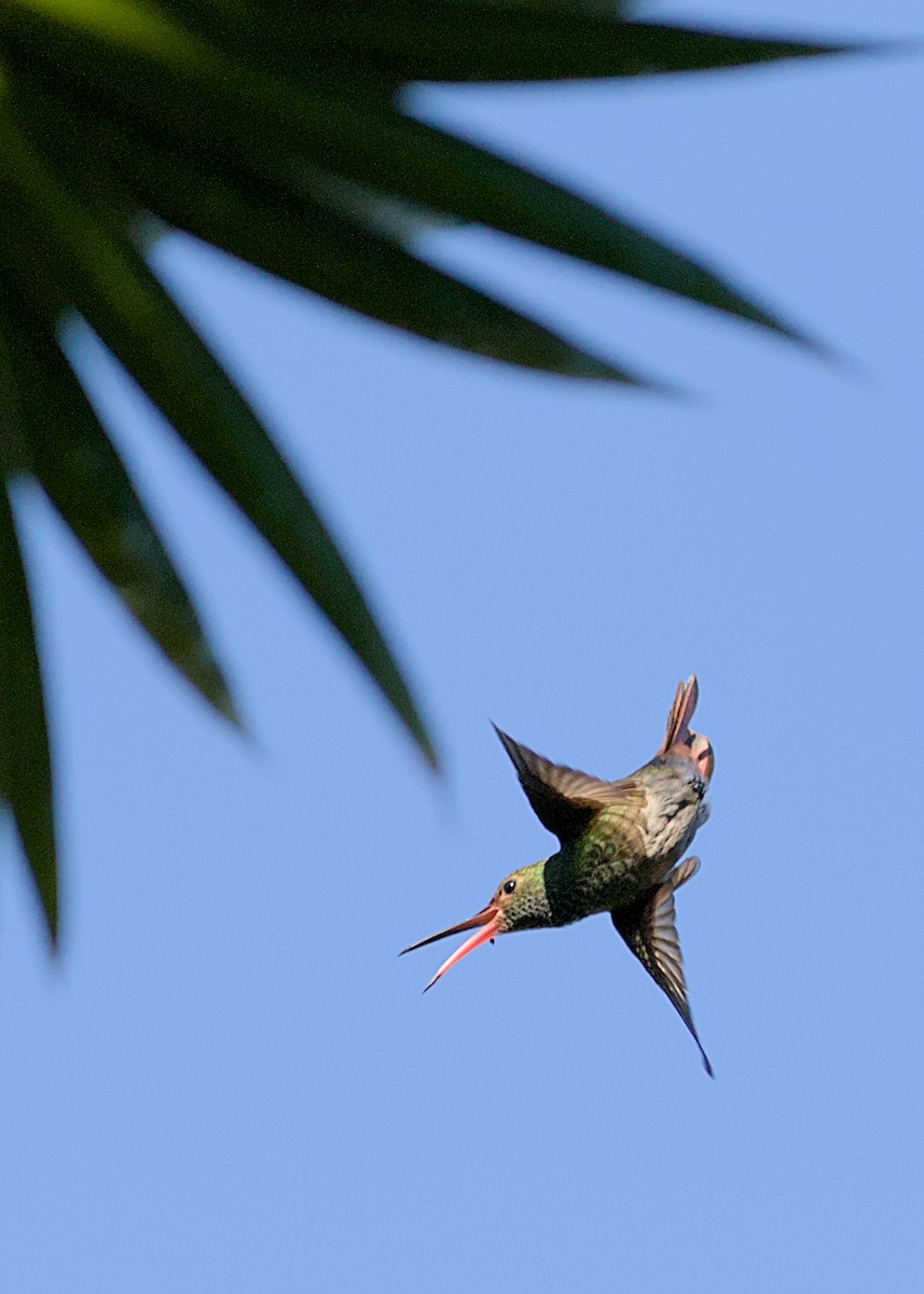 ruststjertkolibri - ML638775022