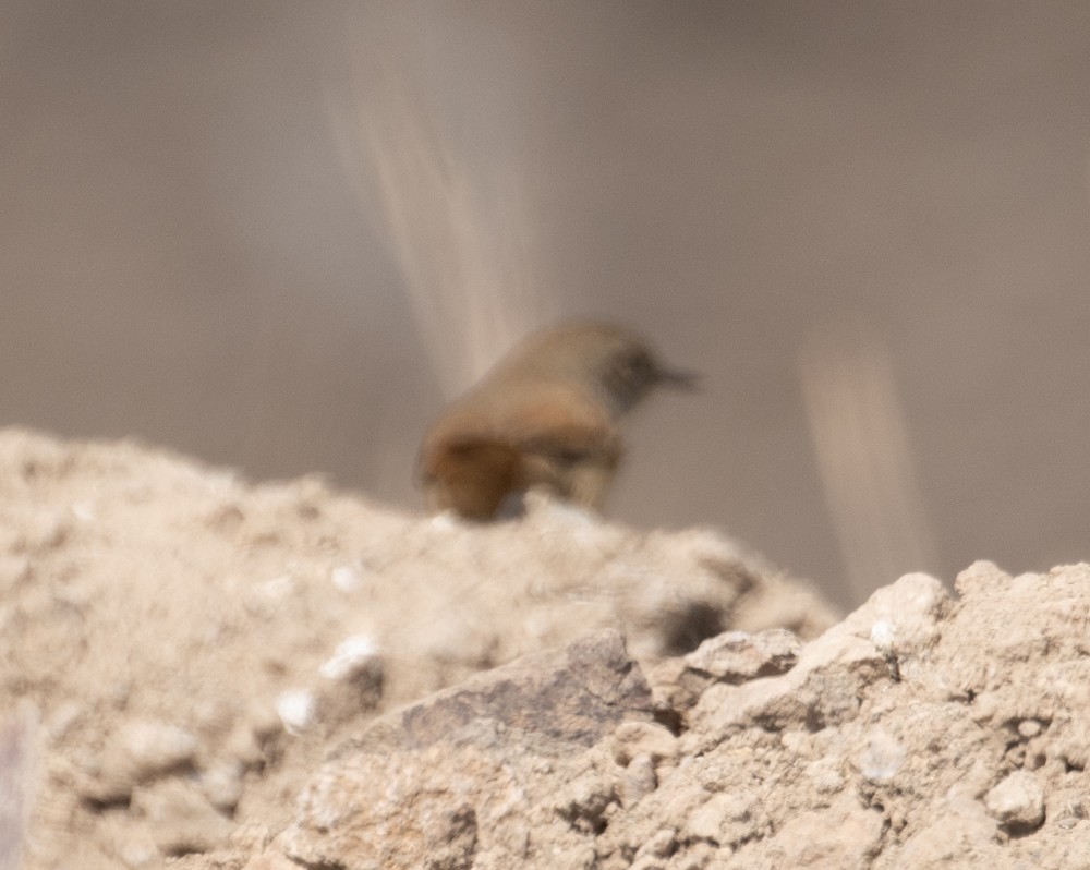 Sharp-billed Canastero - ML638775028
