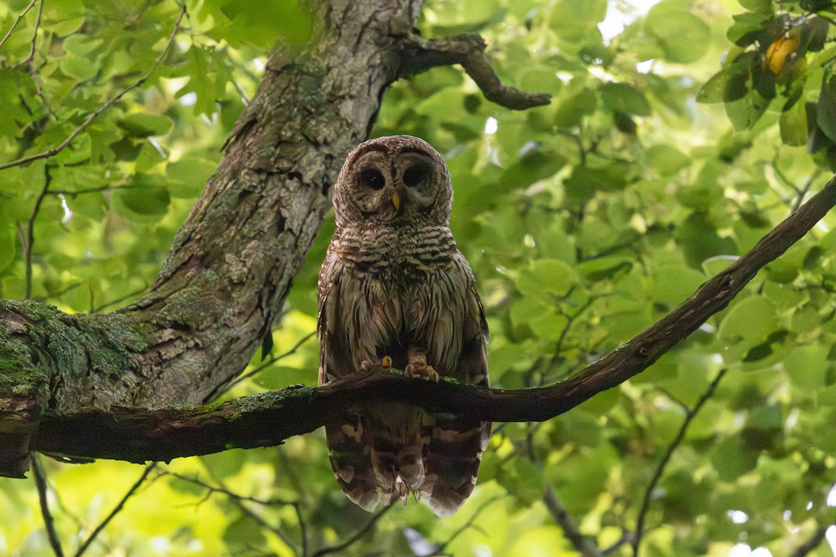 Barred Owl - ML638775047