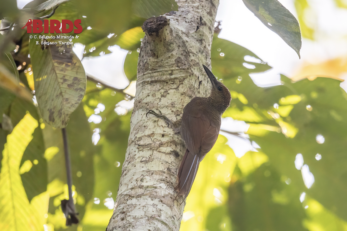 Northern Barred-Woodcreeper - ML638775065