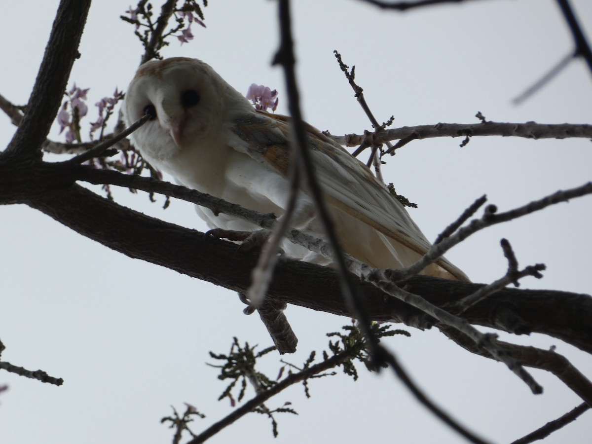 American Barn Owl (White-winged) - ML638775071