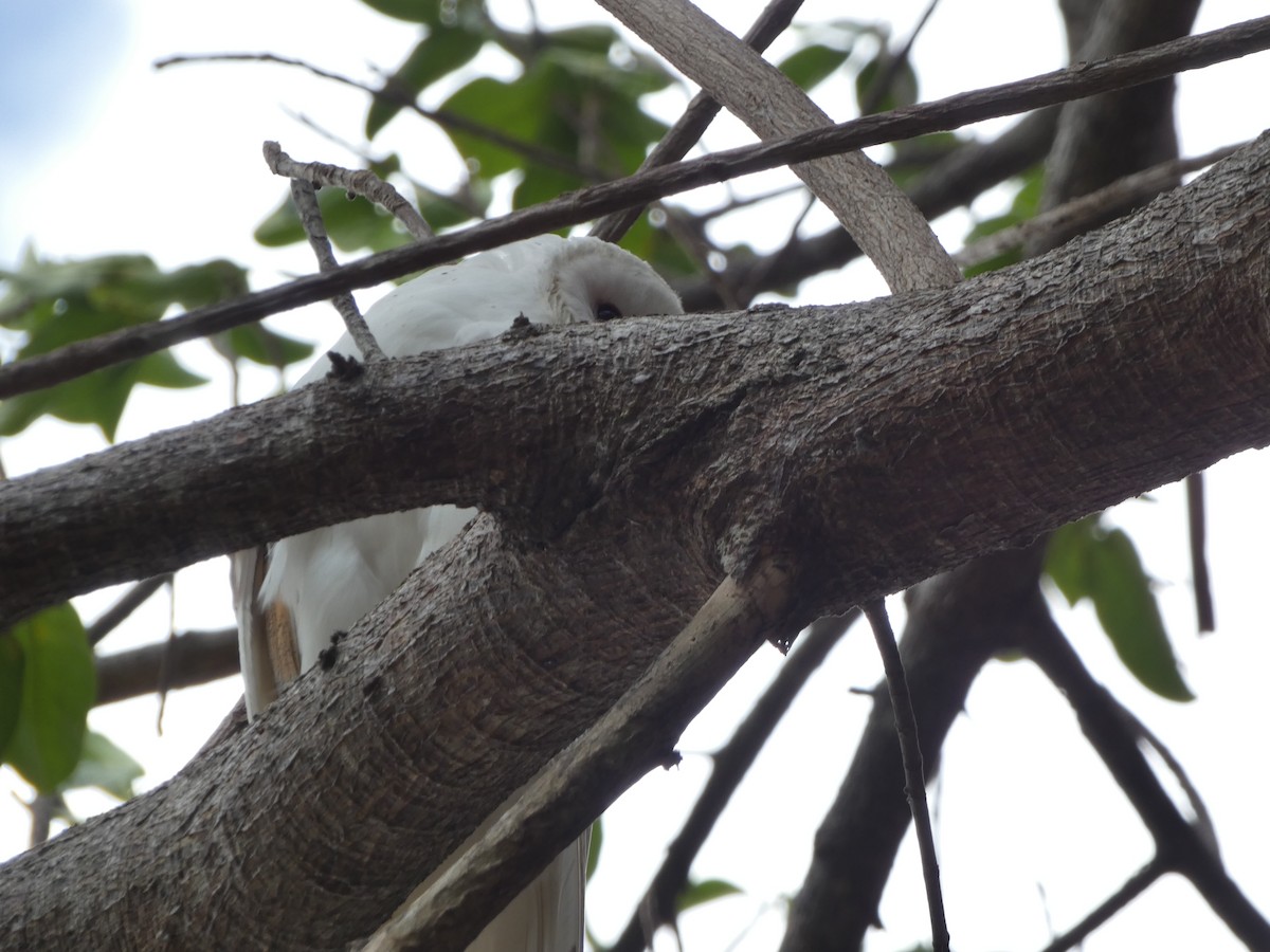 American Barn Owl (White-winged) - ML638775072