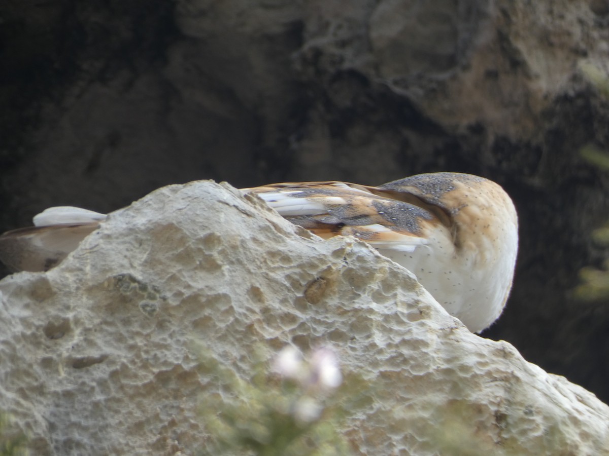 American Barn Owl (White-winged) - ML638775073