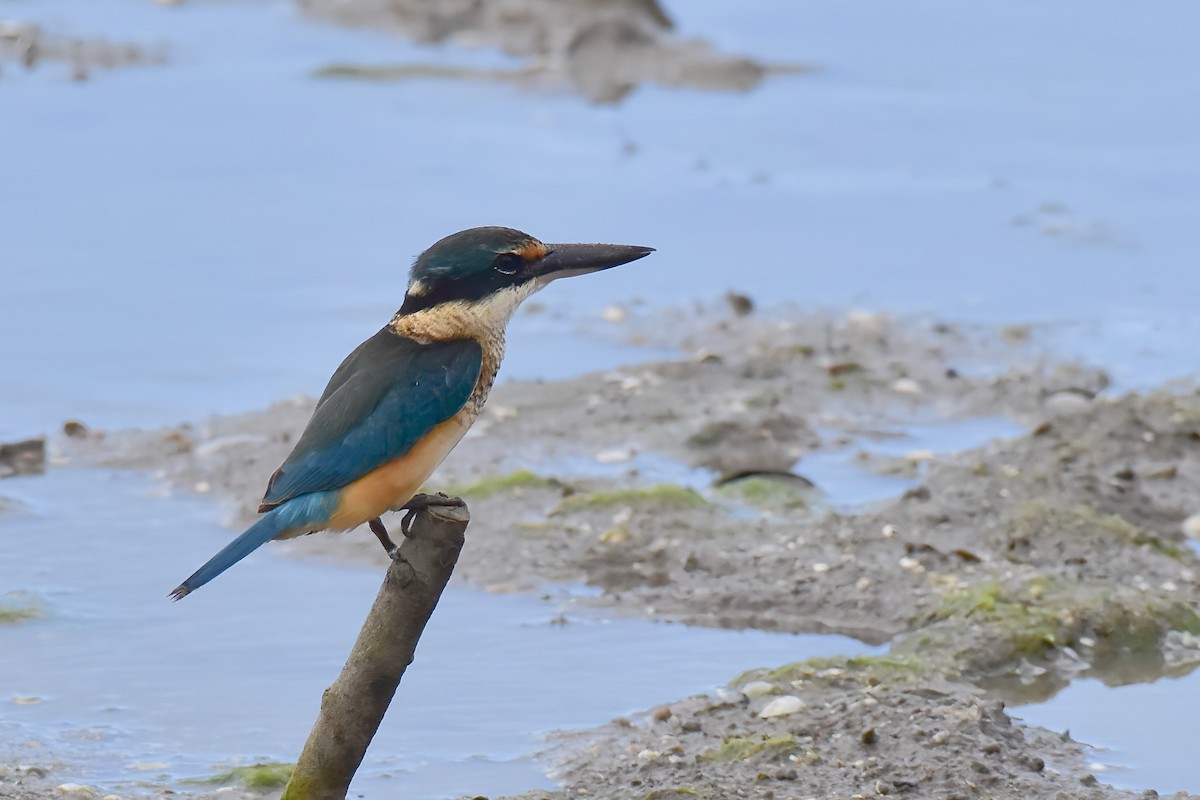 Sacred Kingfisher - ML638775085