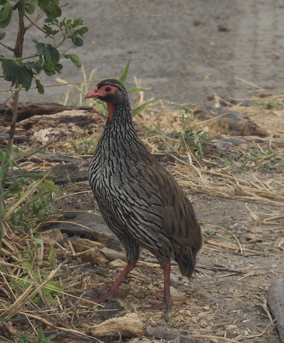 Francolin à gorge rouge - ML638775086