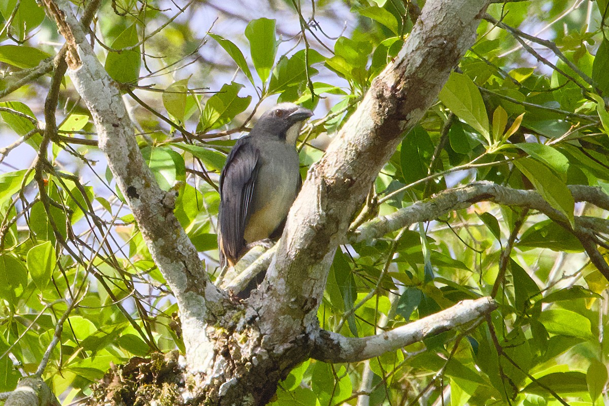Bluish-gray Saltator - ML638775087