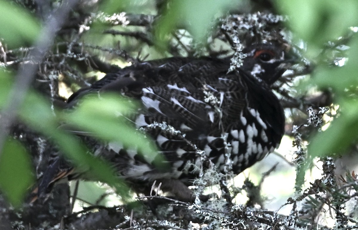Spruce Grouse - ML638775107