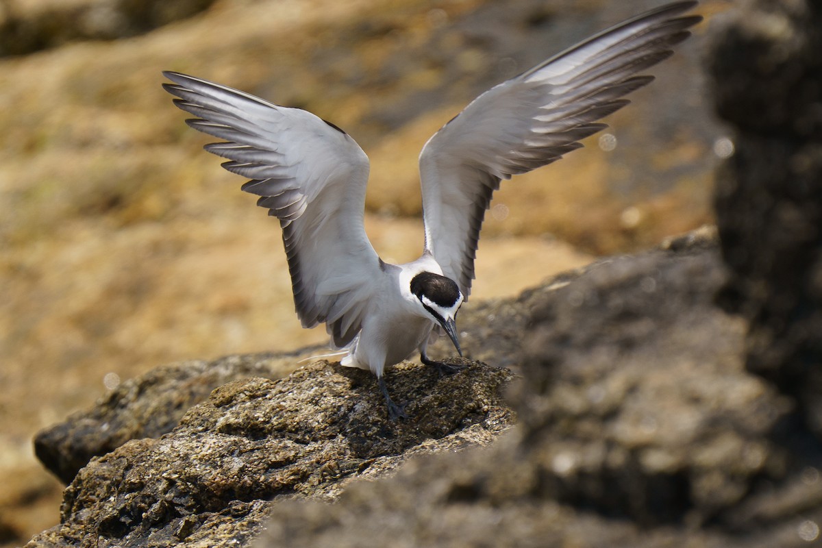 Bridled Tern - ML638775114