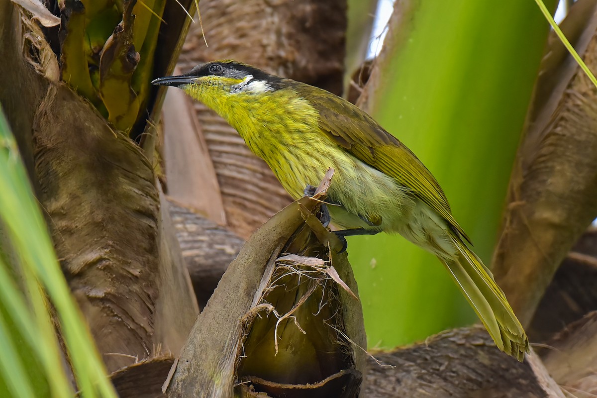 Varied Honeyeater - ML638775119