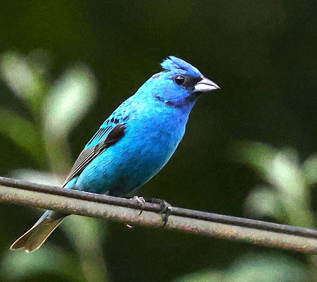 Indigo Bunting - ML638775137