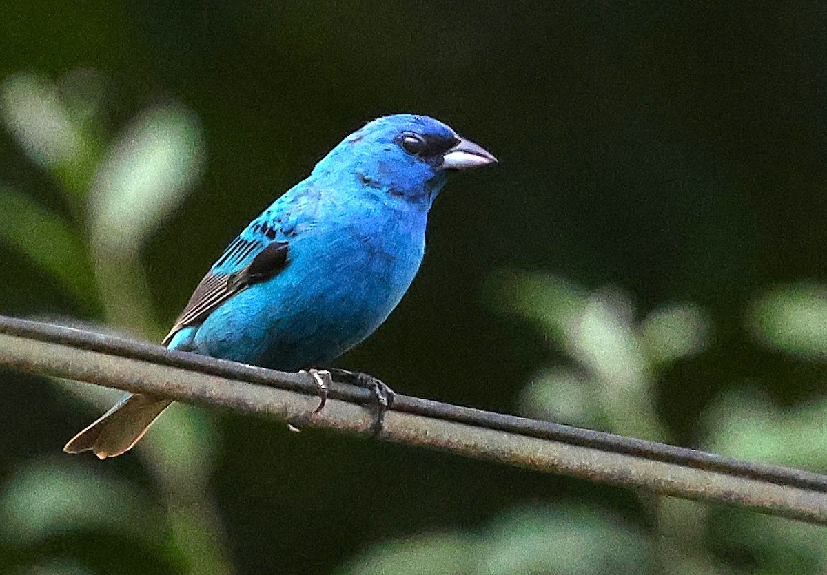 Indigo Bunting - ML638775138