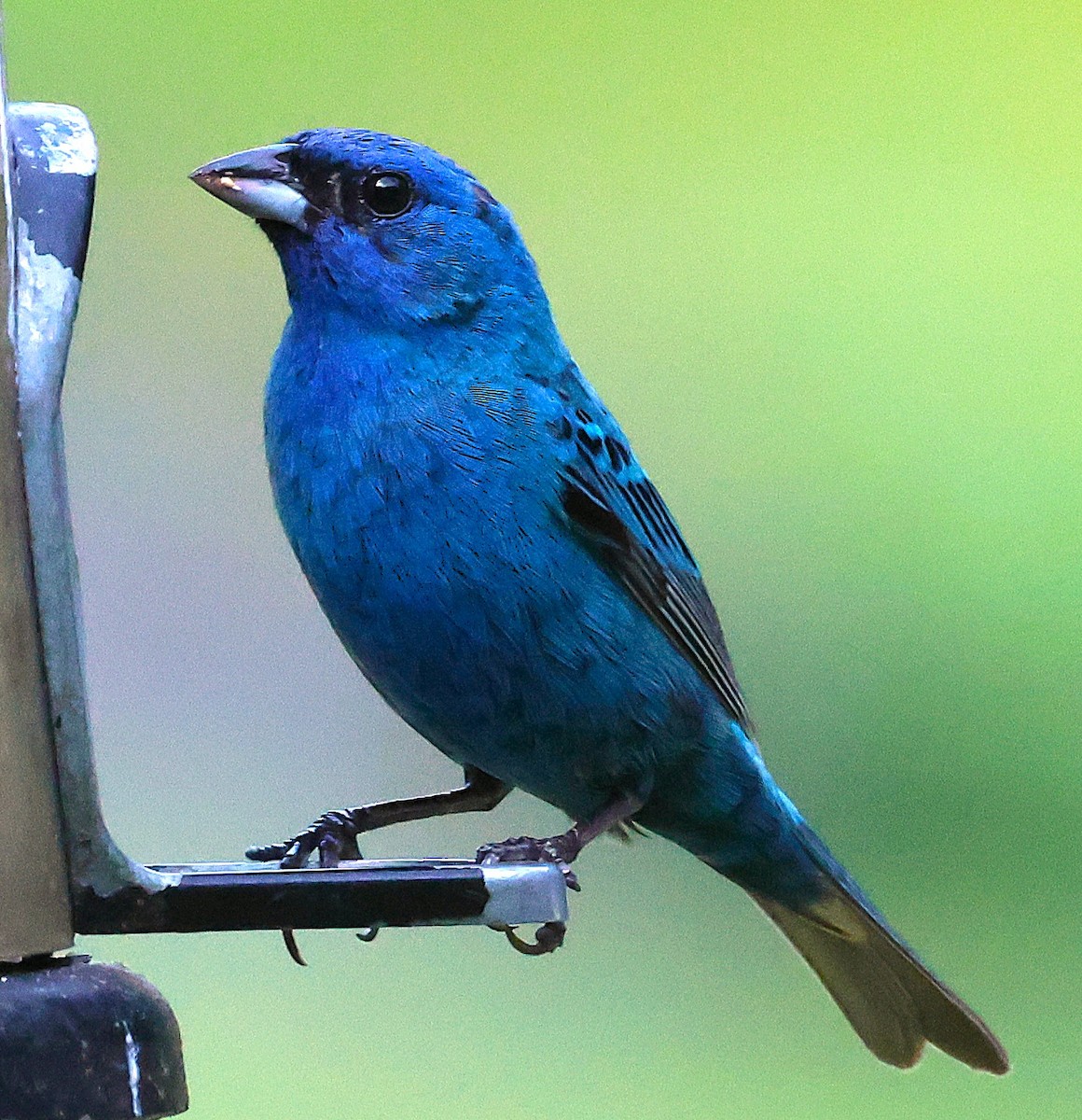 Indigo Bunting - ML638775140