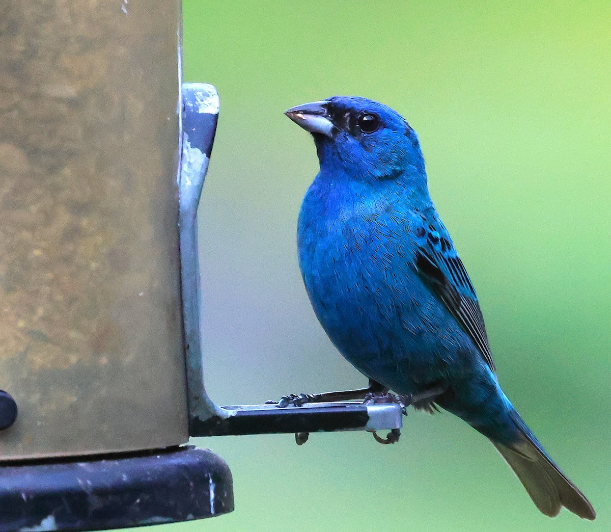 Indigo Bunting - ML638775141