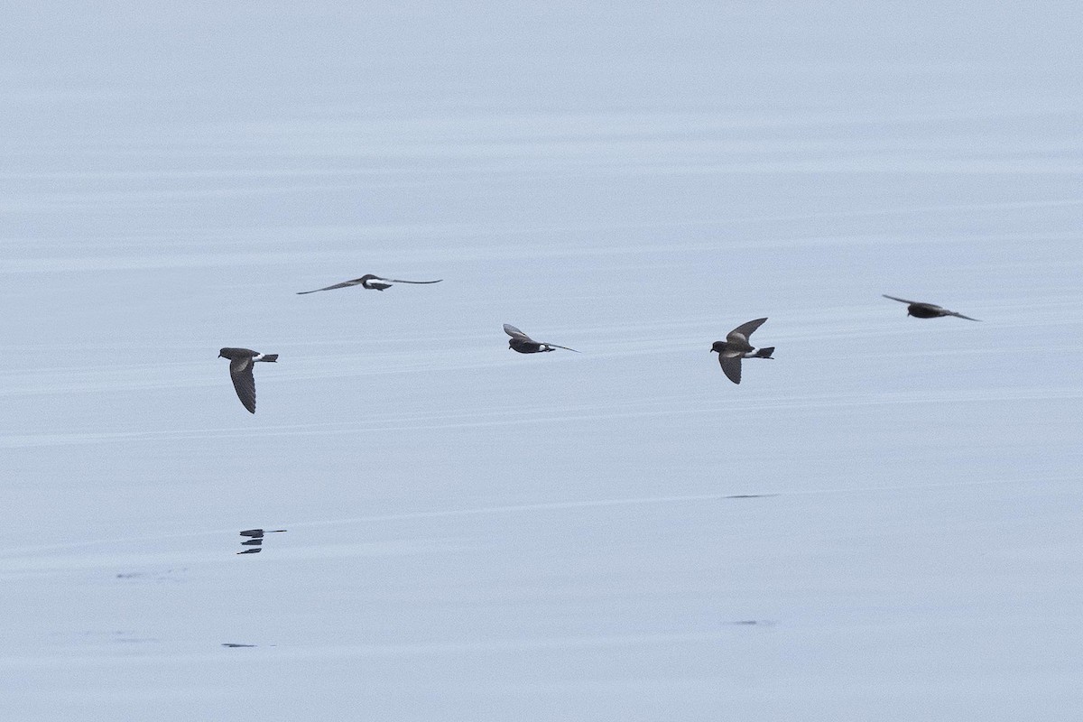 Elliot's Storm-Petrel - ML638775164