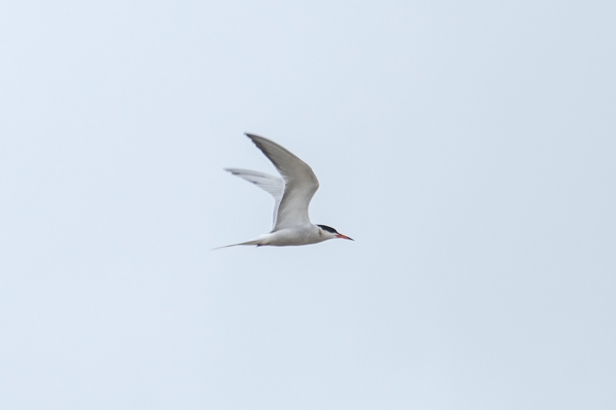 Forster's Tern - ML638775169
