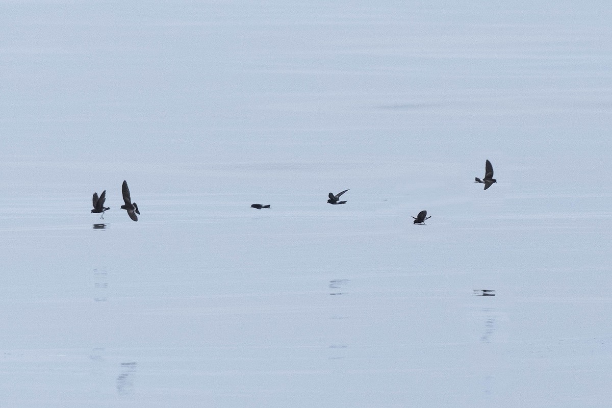 Elliot's Storm-Petrel - ML638775189