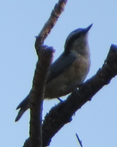 Red-breasted Nuthatch - ML638775203