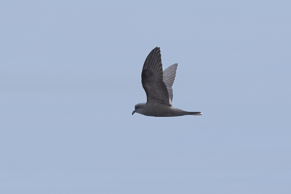 Markham's Storm-Petrel - ML638775209