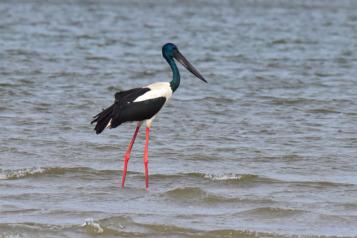 Black-necked Stork - ML638775212