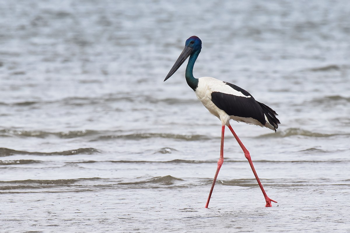 Black-necked Stork - ML638775213