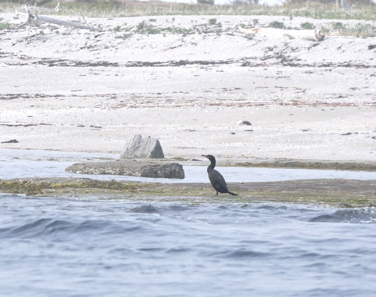 Cormoran à aigrettes - ML638775223