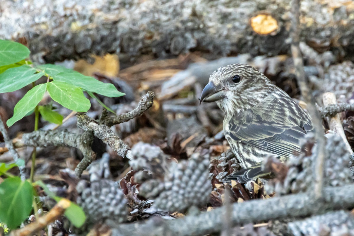 Cassia Crossbill - ML638775233