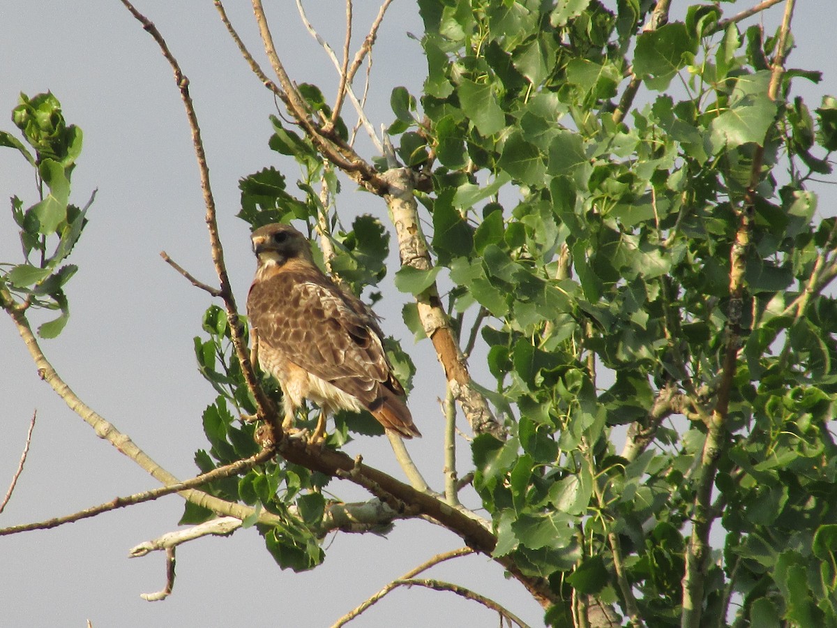 Zapelatz buztangorria - ML638775269