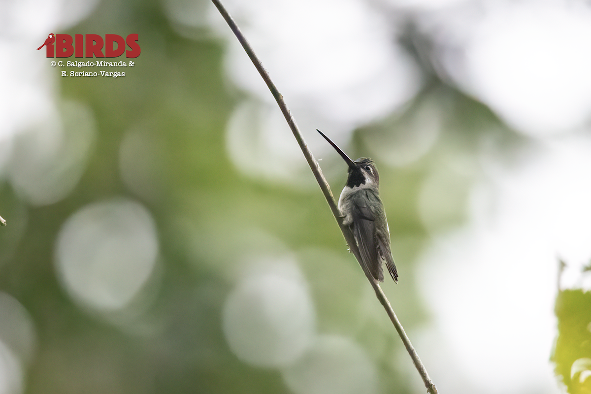Long-billed Starthroat - ML638775270