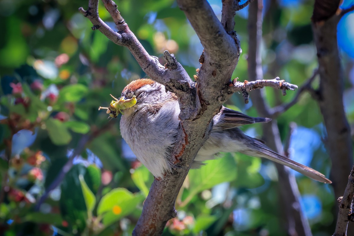 Chipping Sparrow - ML638775289