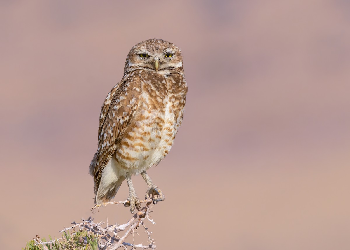 Burrowing Owl - ML638775295