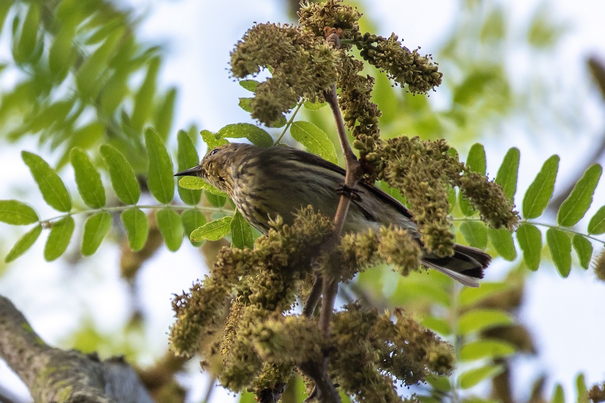 Cape May Warbler - ML638775296