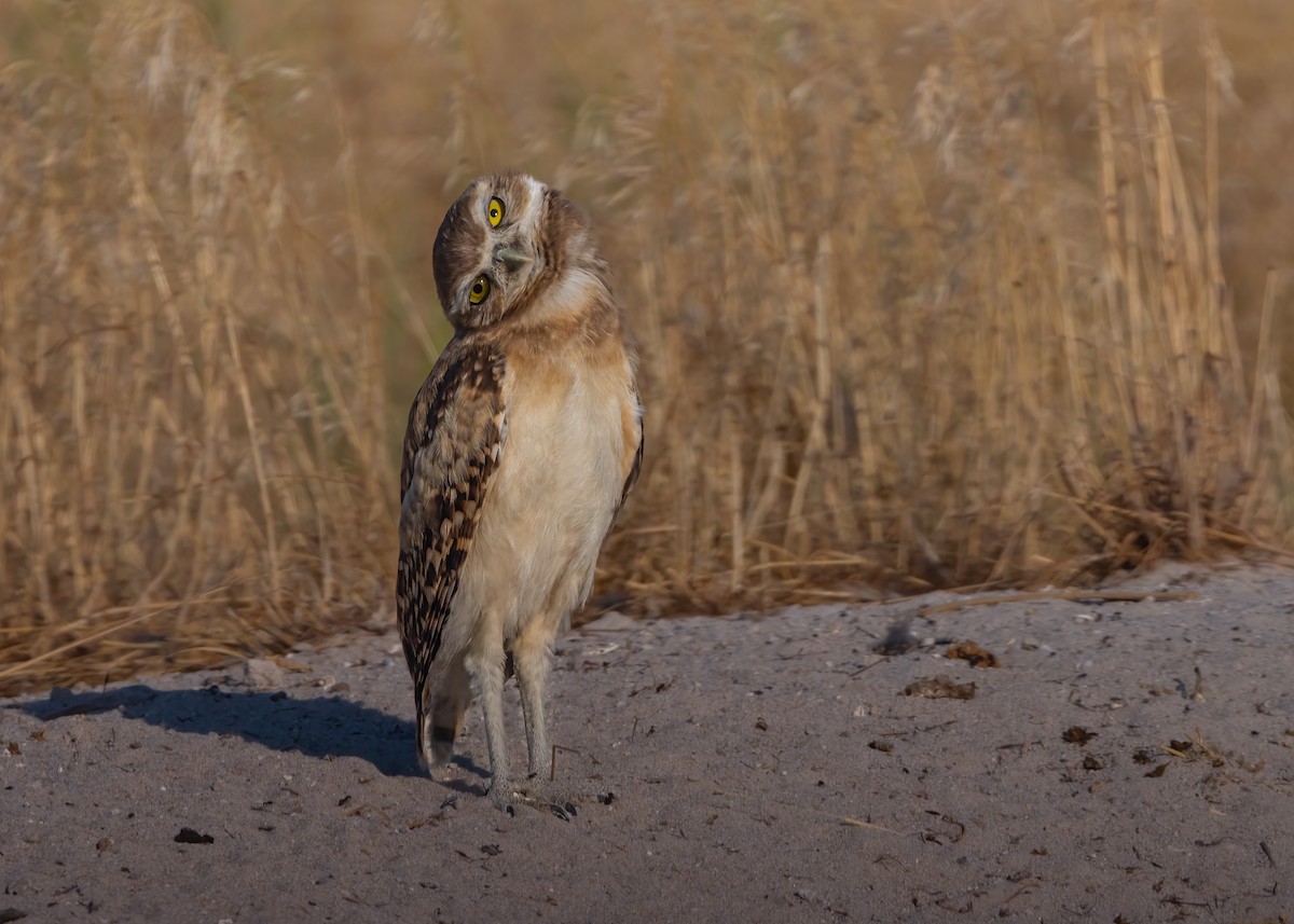 Burrowing Owl - ML638775299