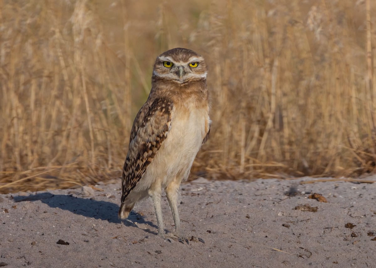 Burrowing Owl - ML638775304