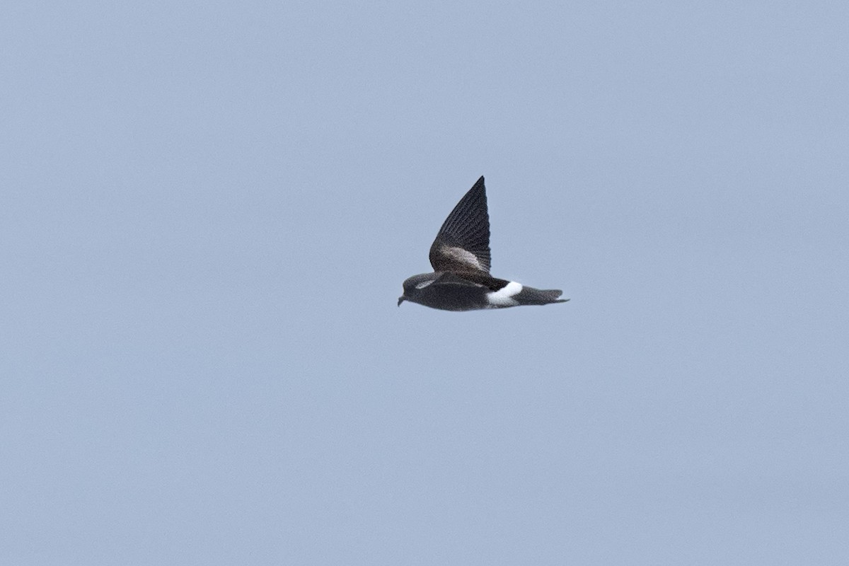 Elliot's Storm-Petrel - ML638775338