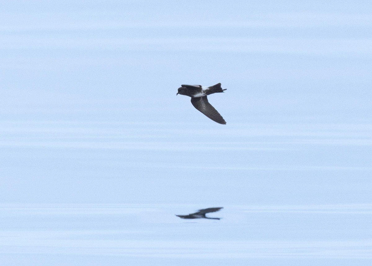 Elliot's Storm-Petrel - ML638775341
