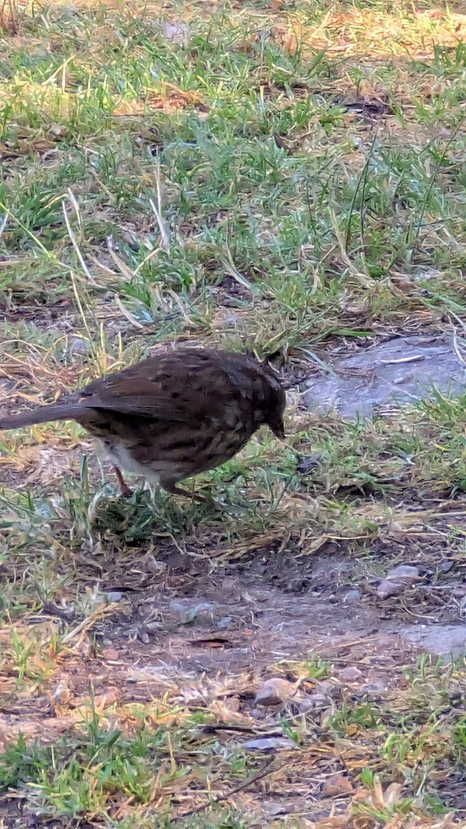 Song Sparrow - ML638775343