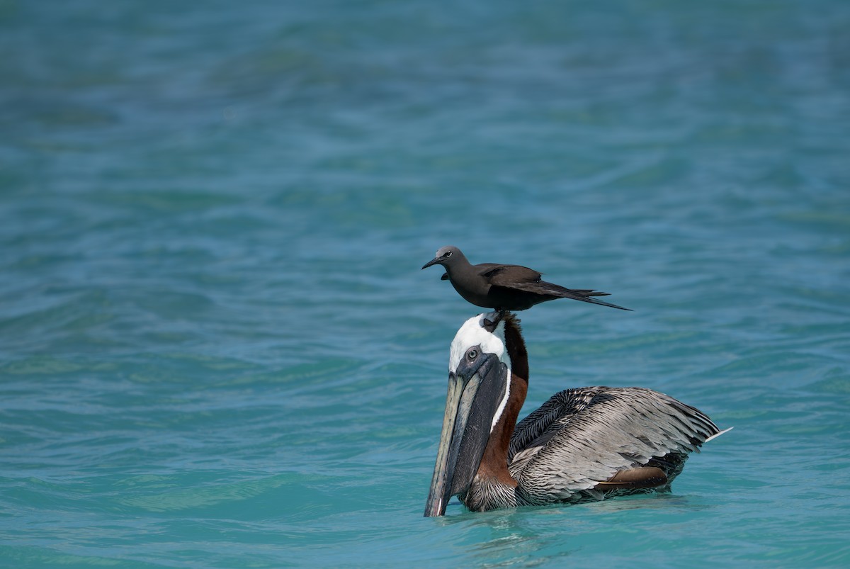 Brown Noddy - ML638775347