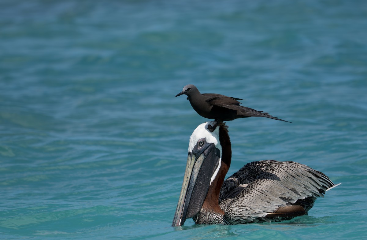 Brown Noddy - ML638775348
