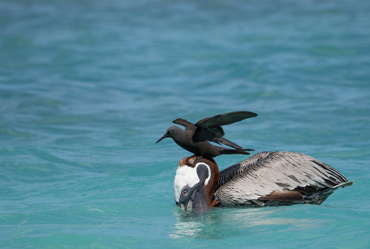 Brown Noddy - ML638775349
