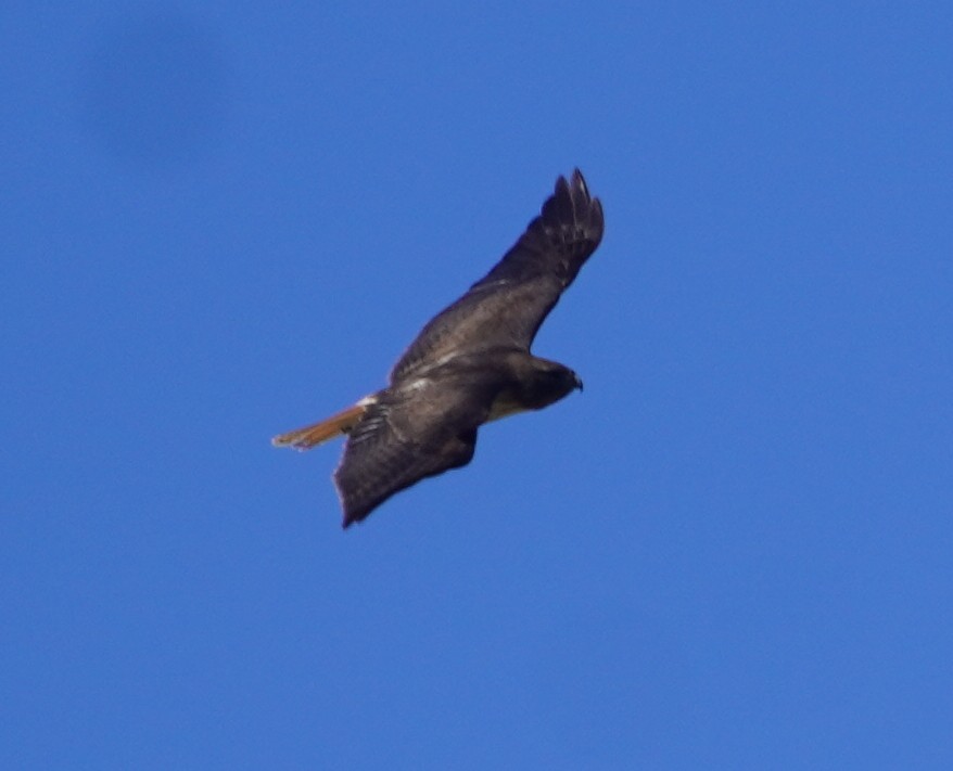 Zapelatz buztangorria - ML638775374