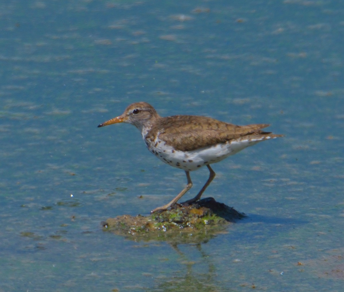 Spotted Sandpiper - ML638775379