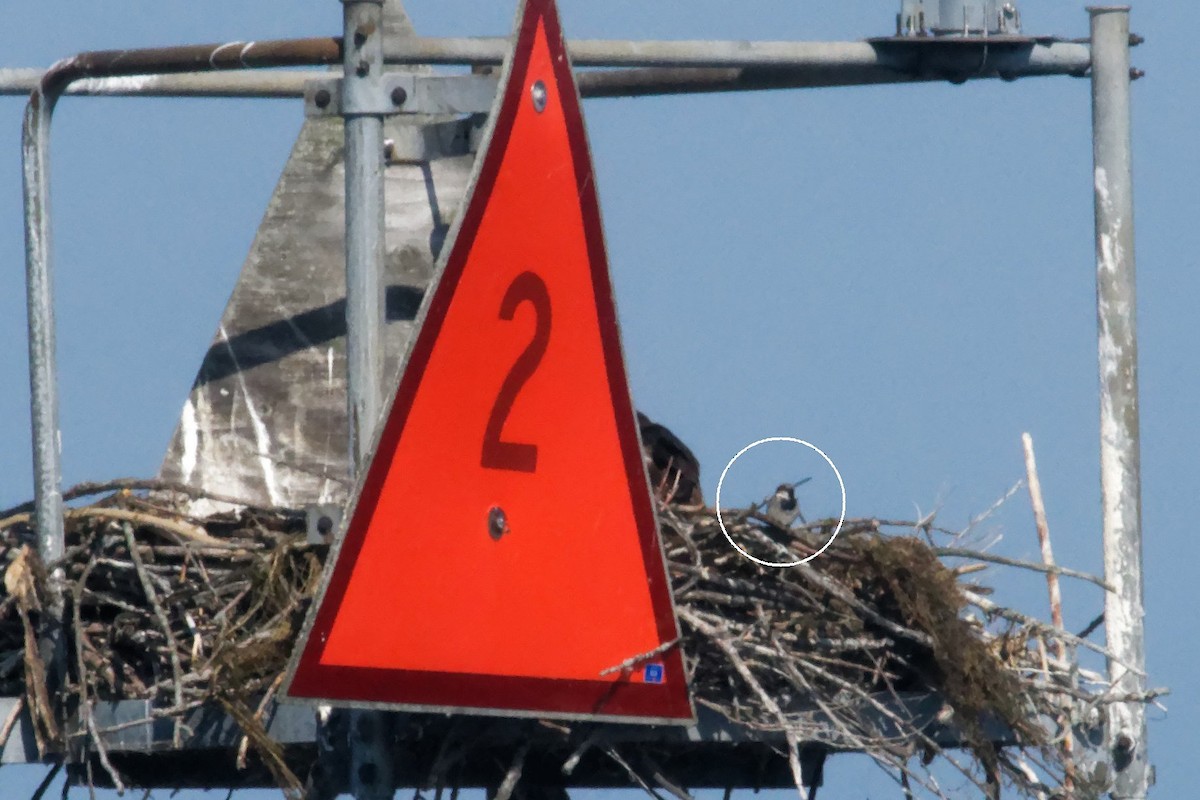 House Sparrow - ML638775392