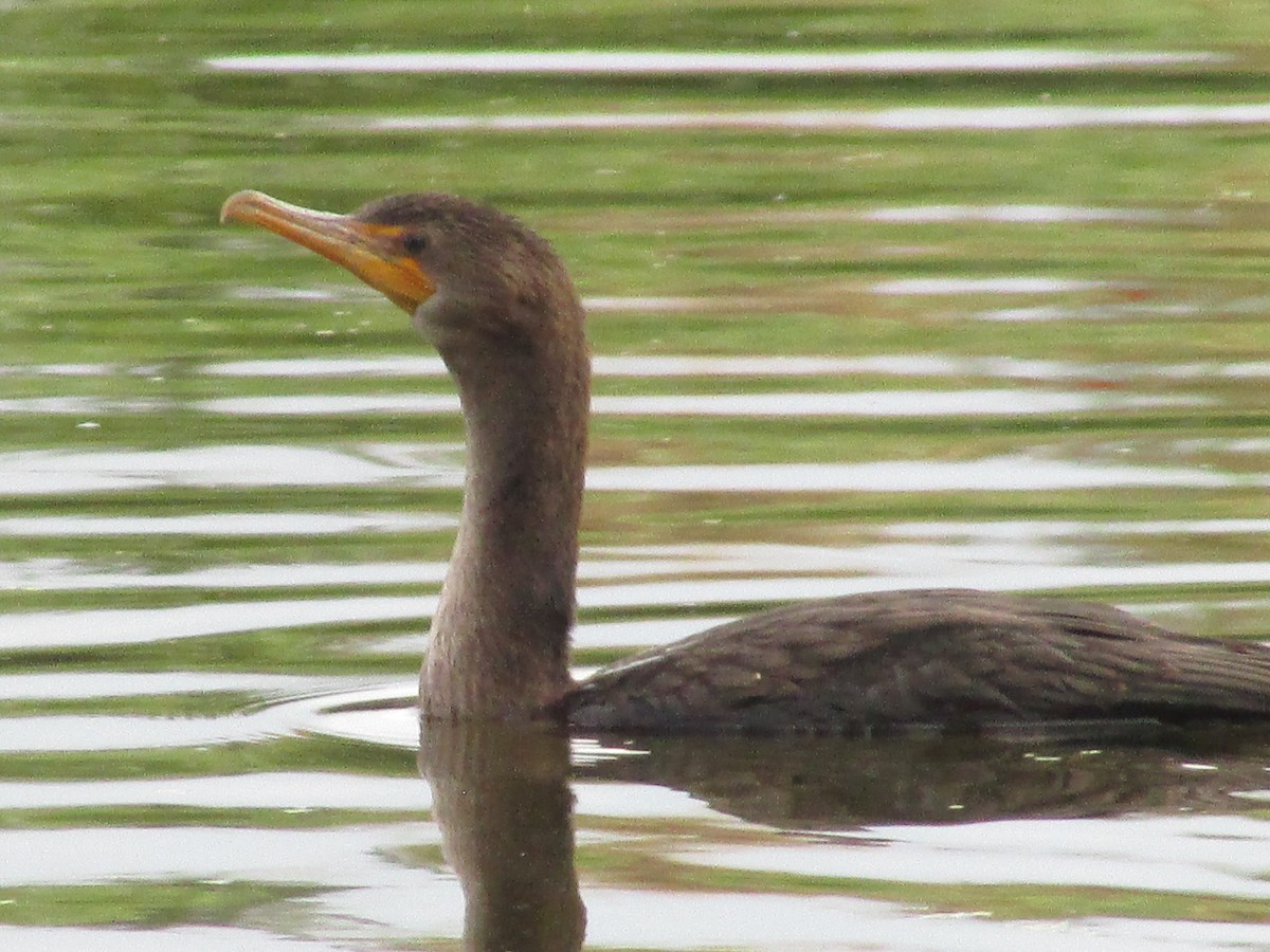 Cormoran à aigrettes - ML638775394