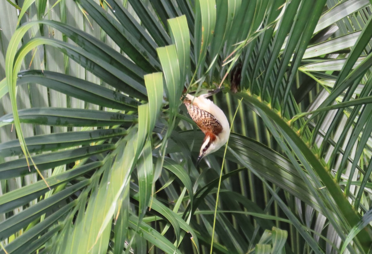 Rufous-backed Wren - ML638775402