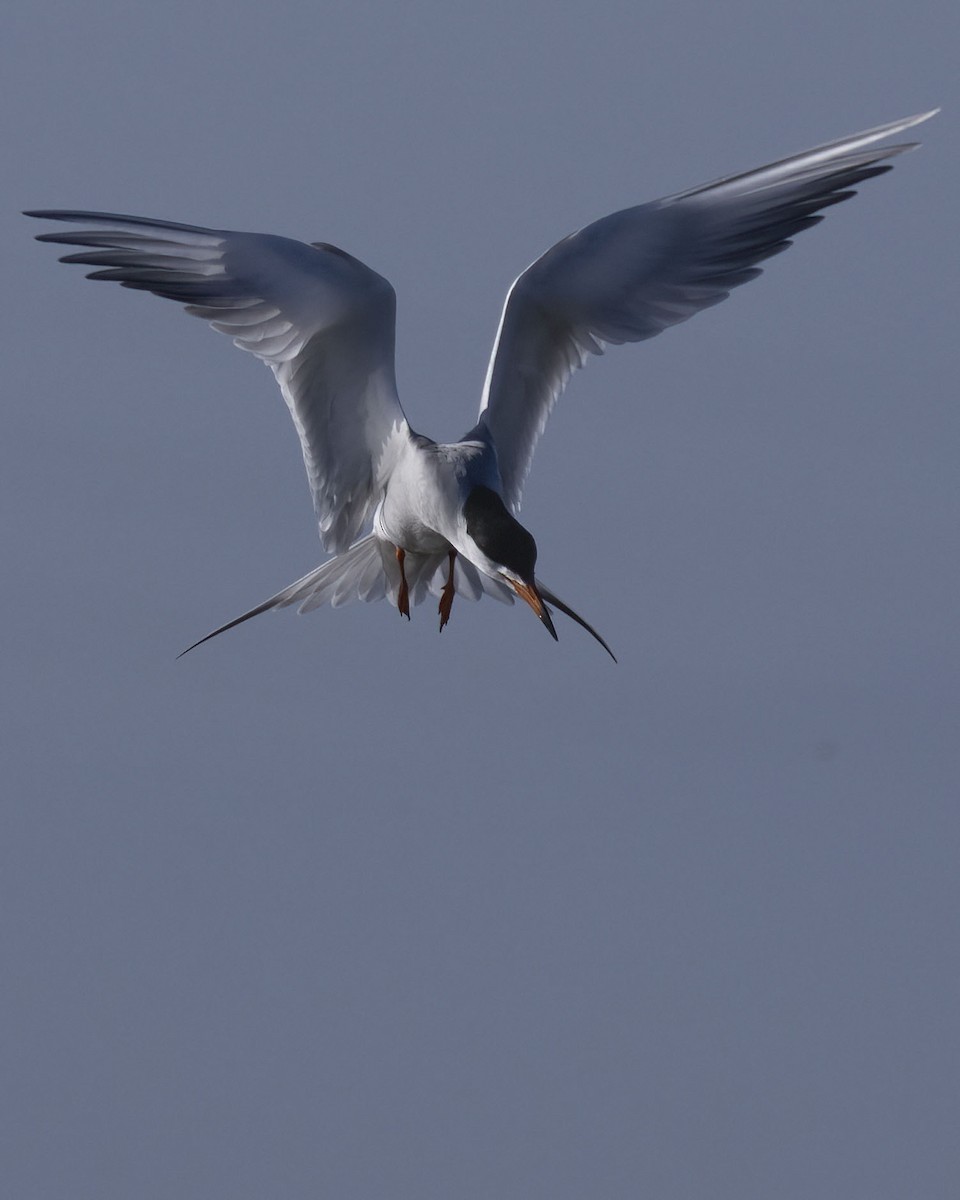 Forster's Tern - ML638775407