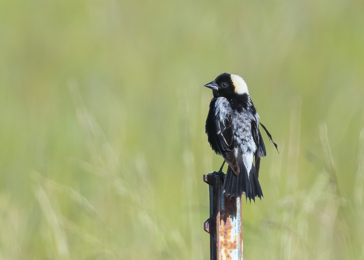 Bobolink - ML638775412