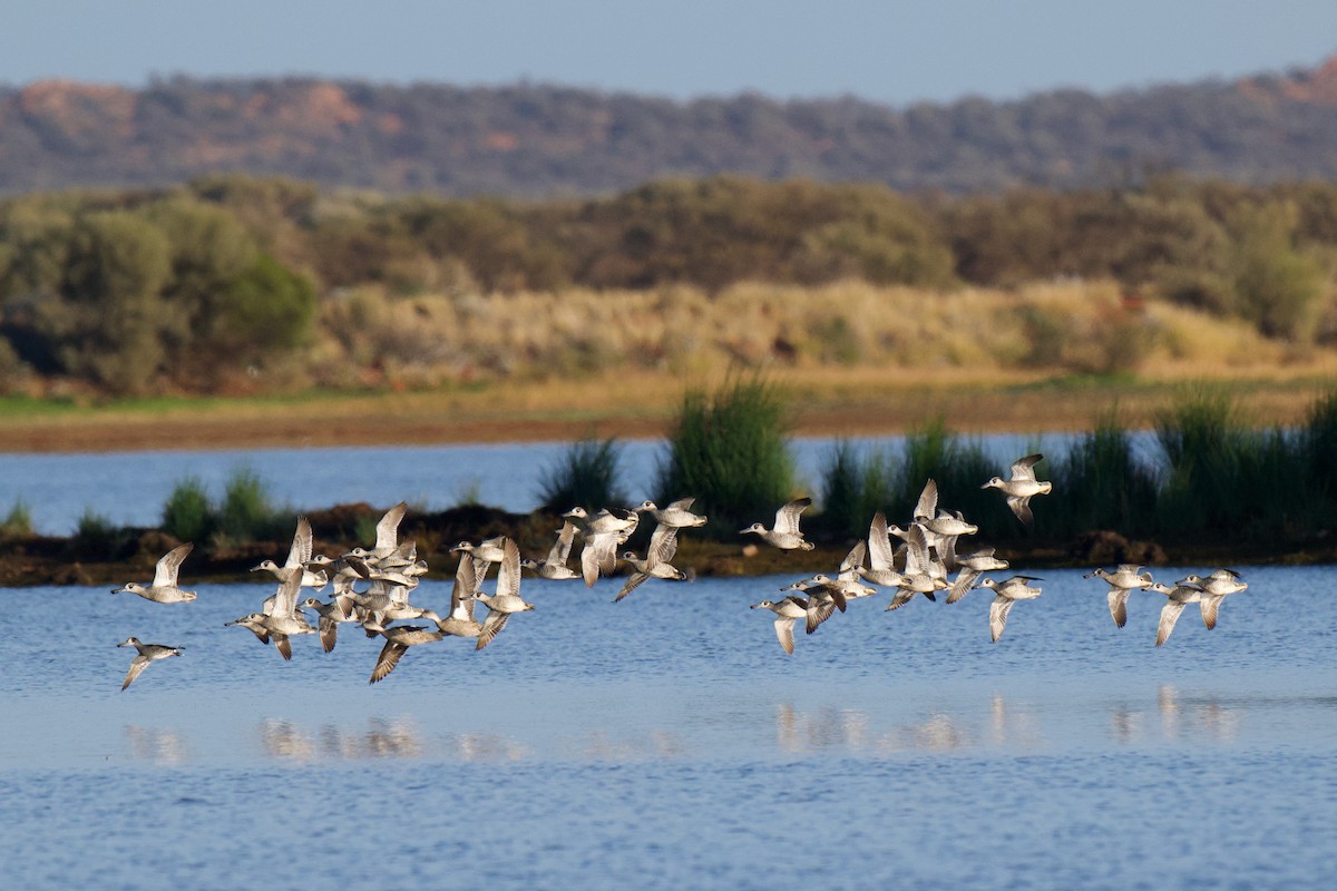 Pink-eared Duck - ML638775438