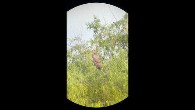Red-tailed Hawk - ML638775466